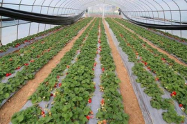 安徽草莓地膜